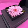 Gerbera en cubo