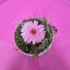 Gerbera preservada