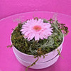 Gerbera preservada