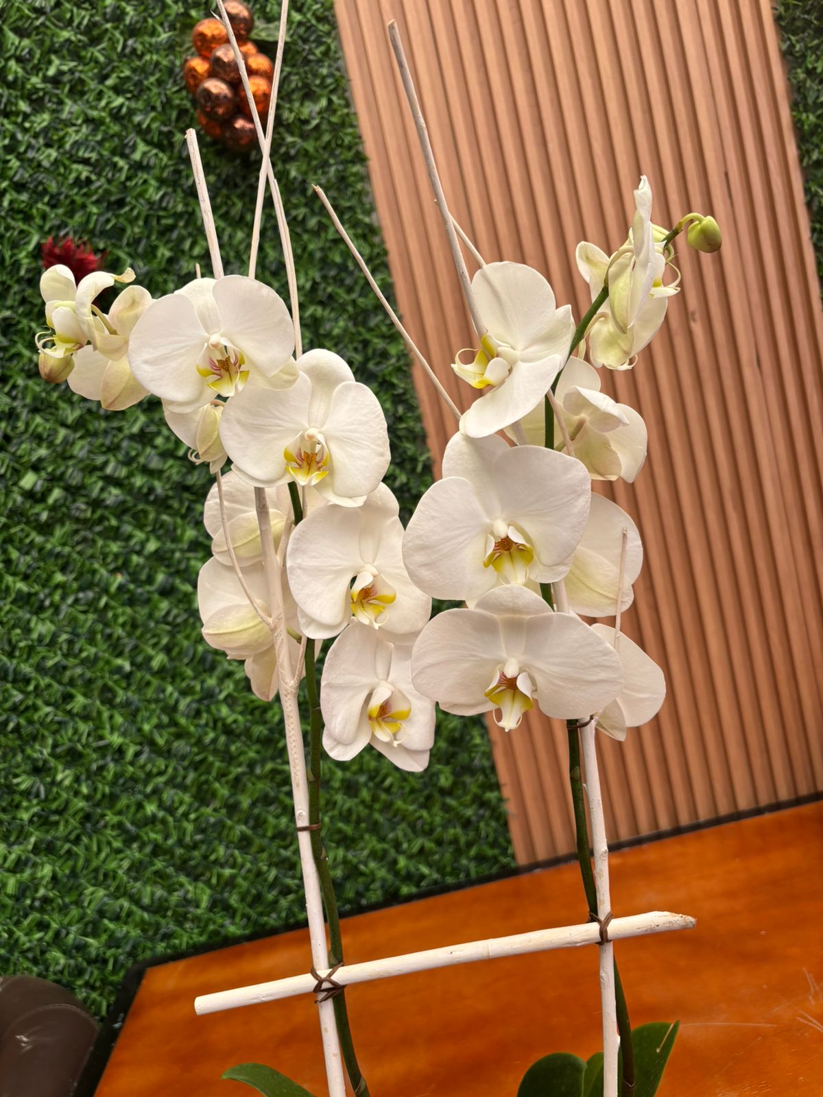 Luz de Orquidea