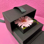 Gerbera en cubo