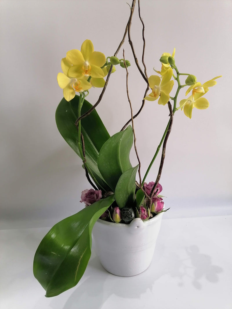 Mini orquídea de dos varas