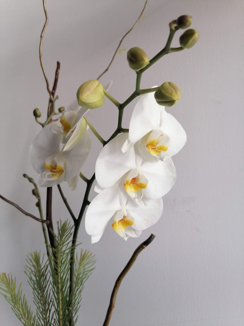 Orquídea