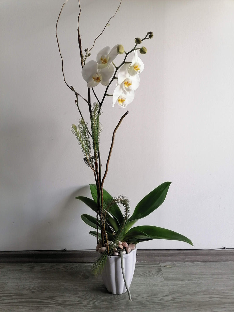 Orquídea